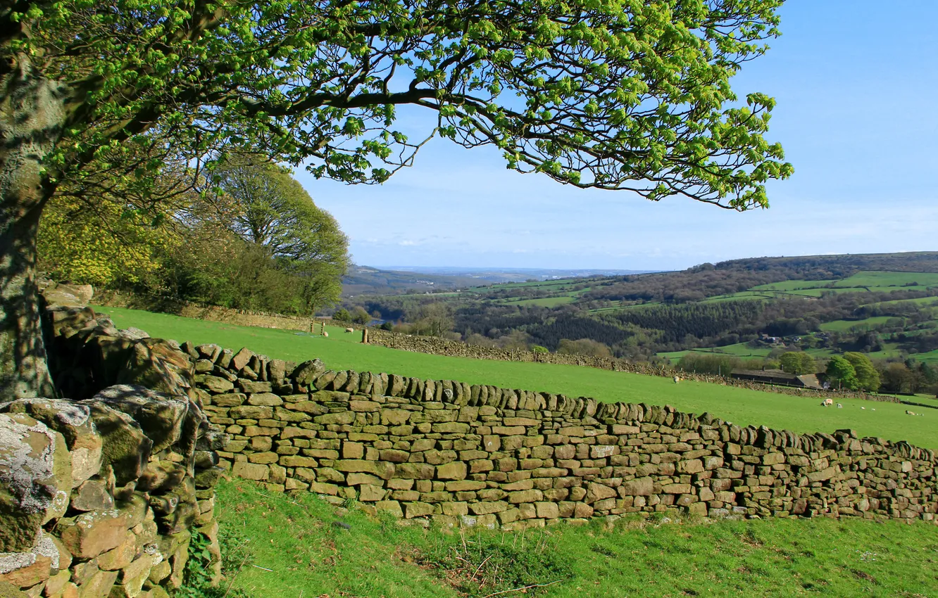 Photo wallpaper greens, grass, trees, stones, the fence, masonry, Sunny