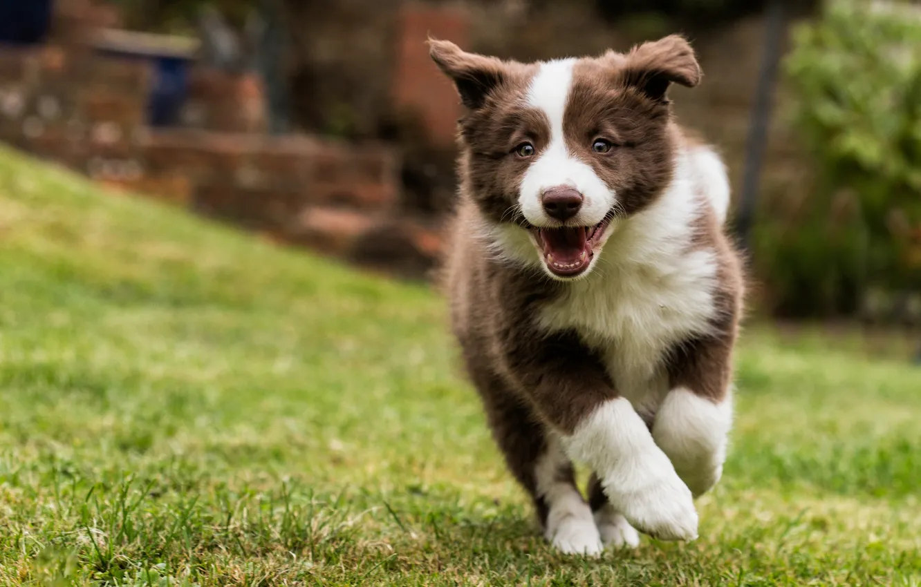 Photo wallpaper dog, puppy, walk, The border collie