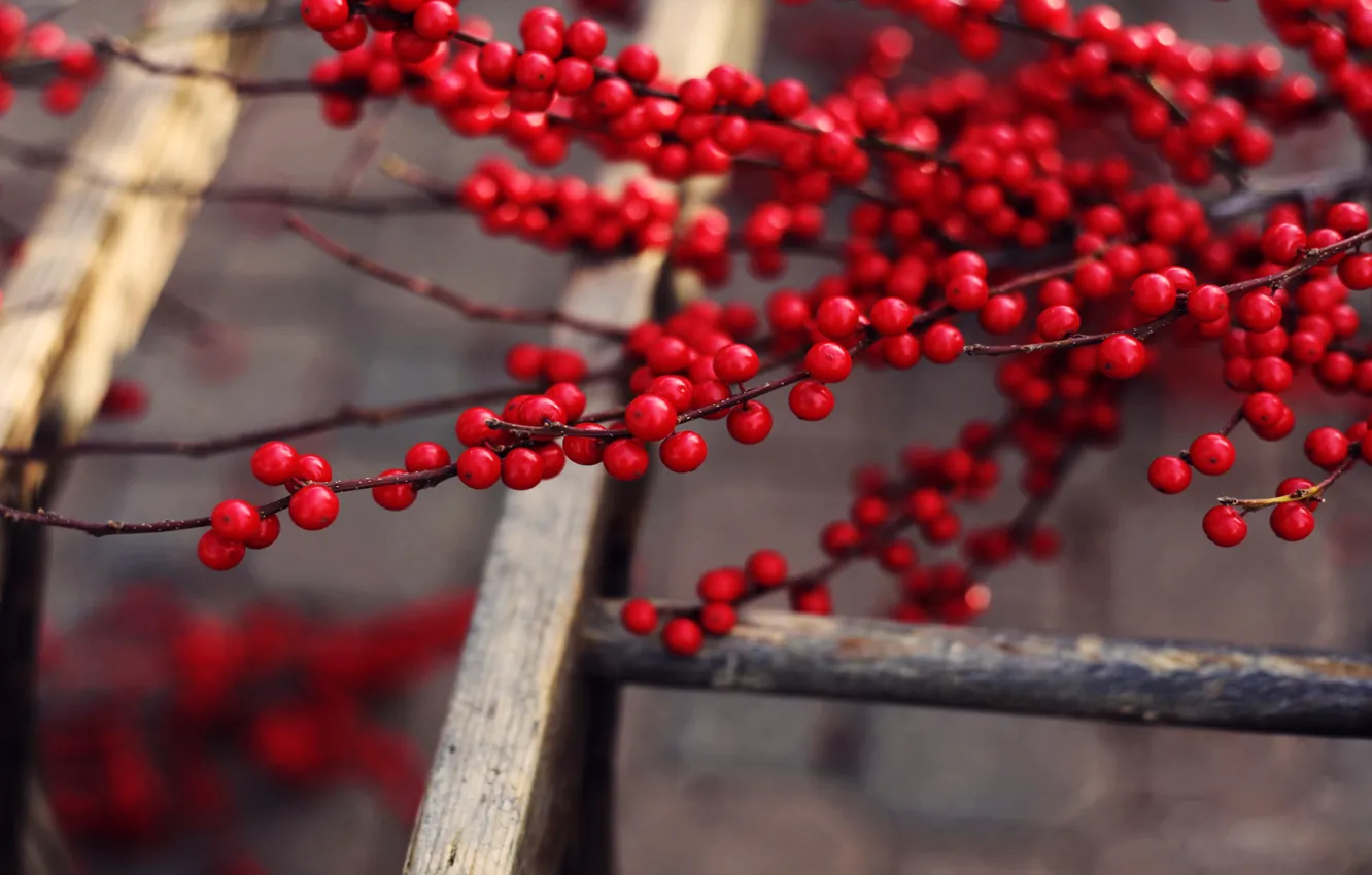 Photo wallpaper branches, berries, tree, up, fruit, ladder, red, delicious
