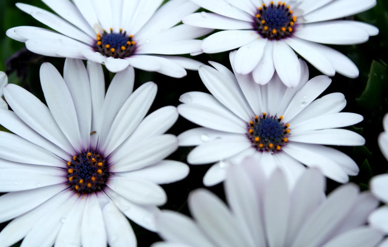 Photo wallpaper flowers, white, white, beautiful, flowers, pretty