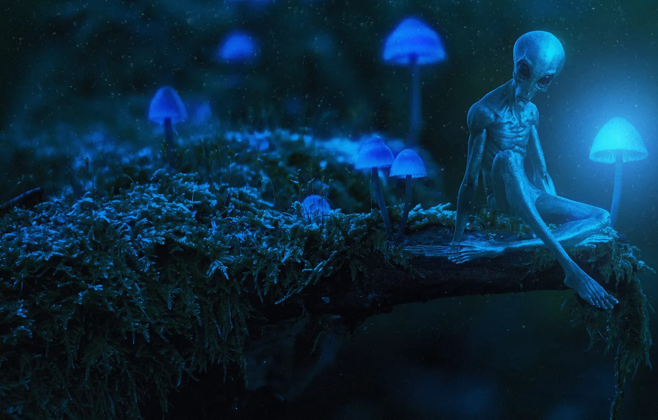 Photo wallpaper night, mushrooms, alien, alien, Alexis