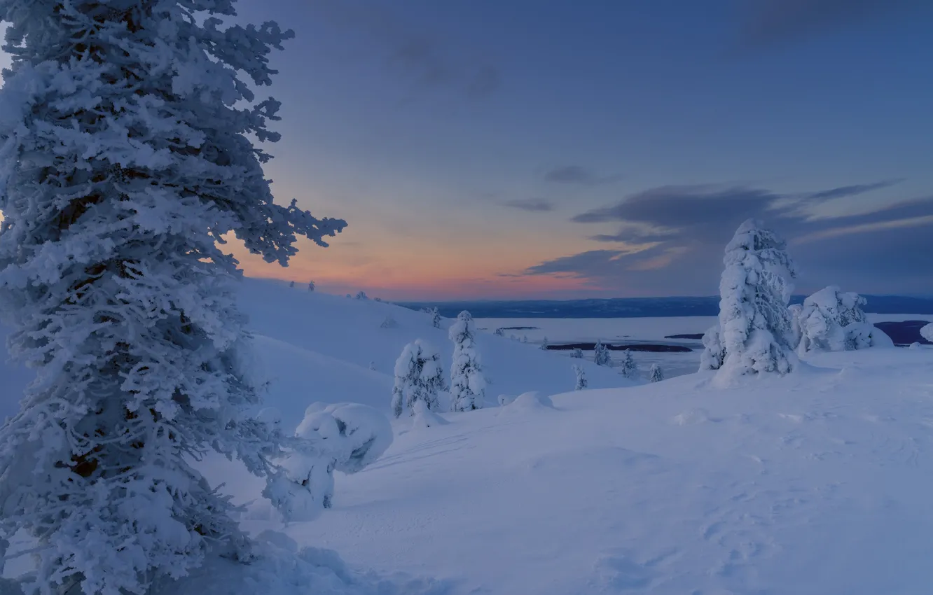 Photo wallpaper winter, snow, trees, landscape, nature, dawn, morning, The Arctic
