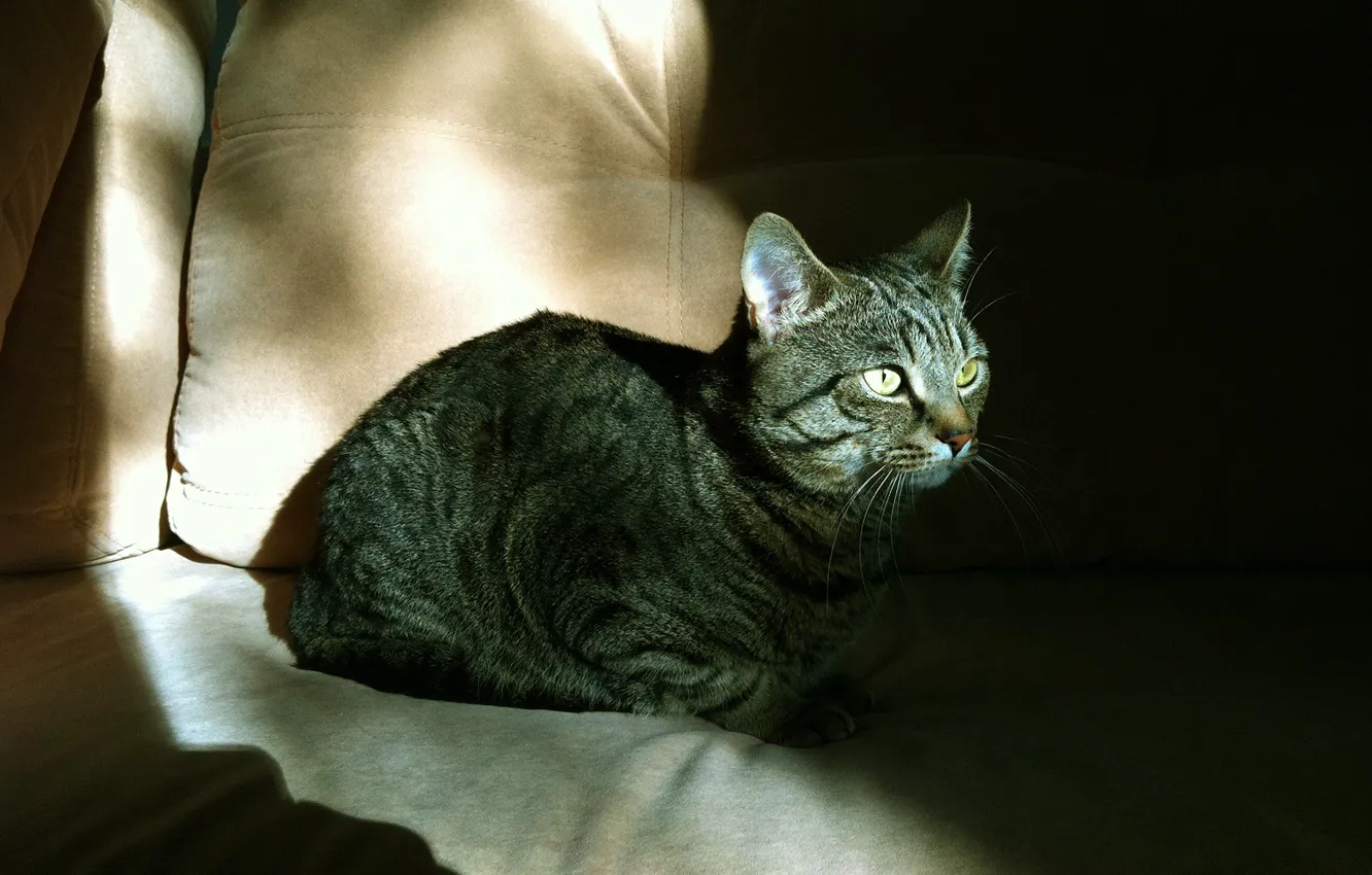 Photo wallpaper animals, cat, the sun