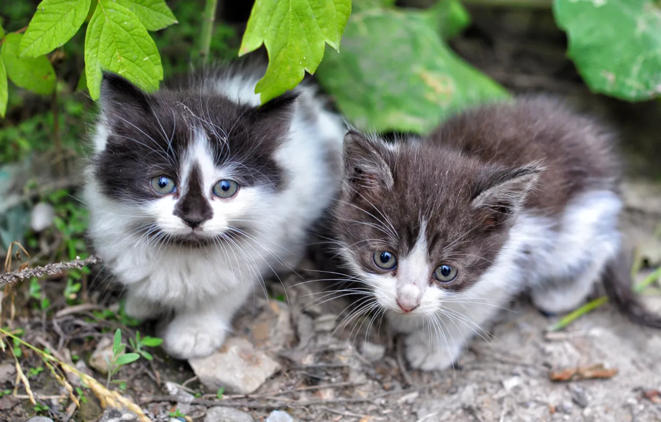 Photo wallpaper kittens, cute, sorry