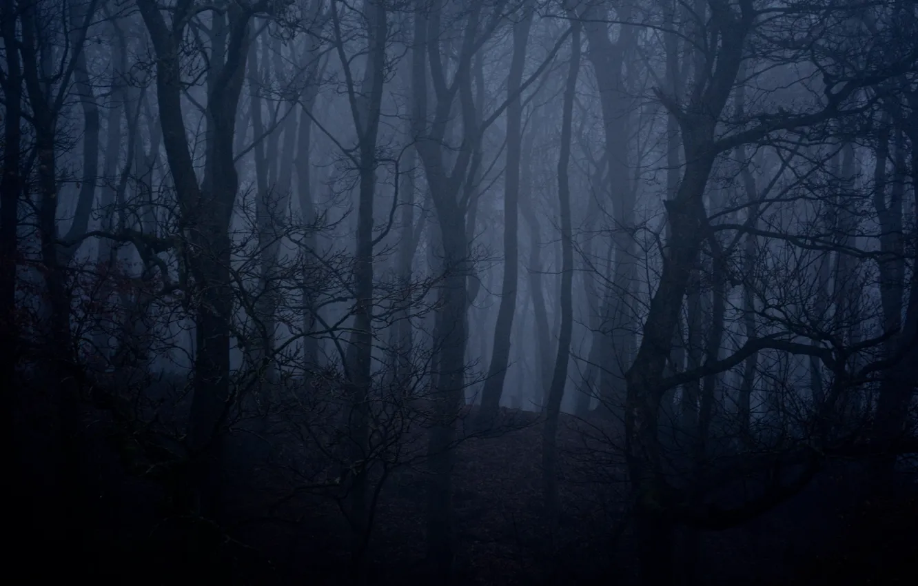 Photo wallpaper forest, trees, night, nature, fog, England, twilight, England