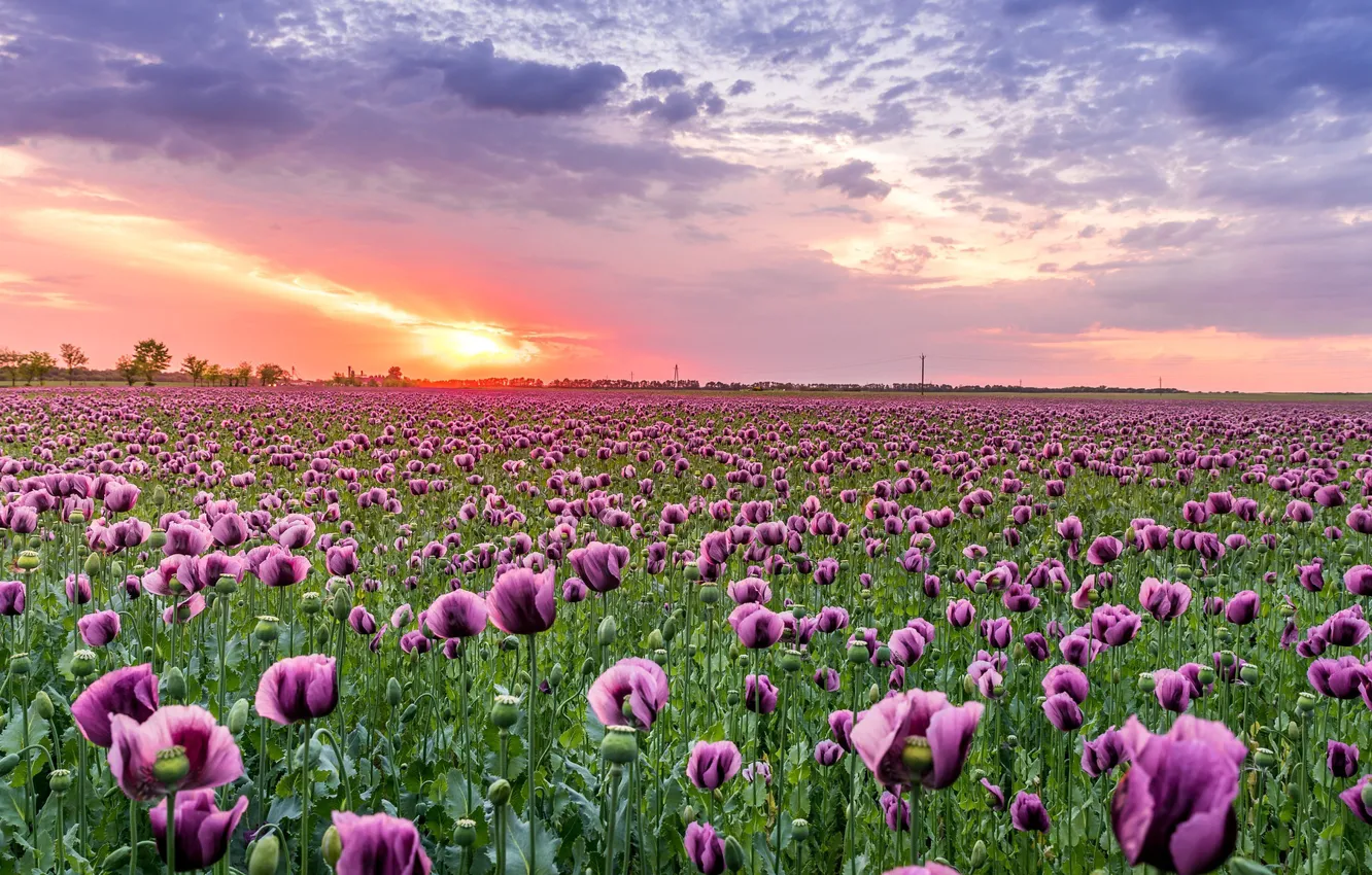Photo wallpaper field, summer, the sky, clouds, sunset, flowers, dawn, glade