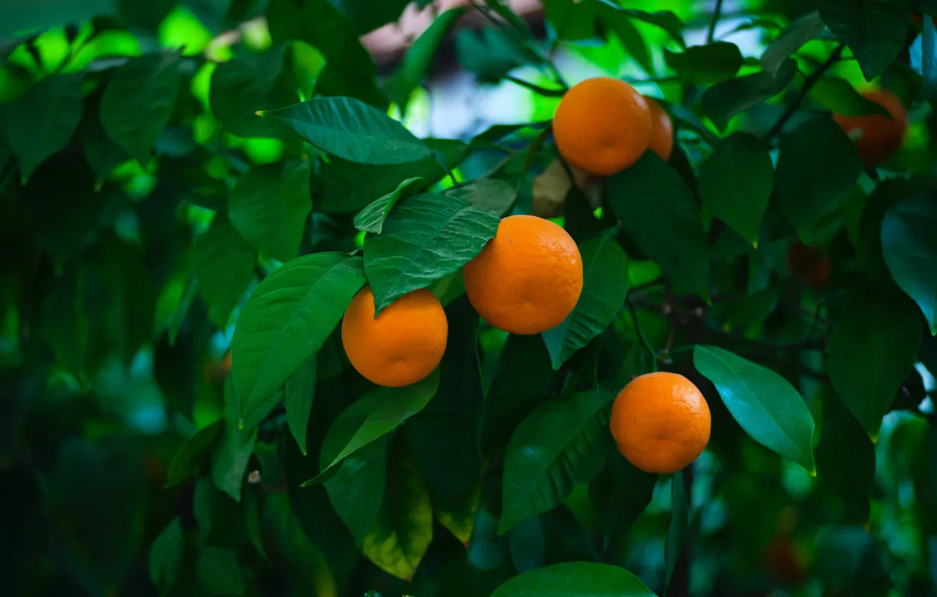 Photo wallpaper greens, leaves, trees, branches, harvest, fruit, fruit, hanging