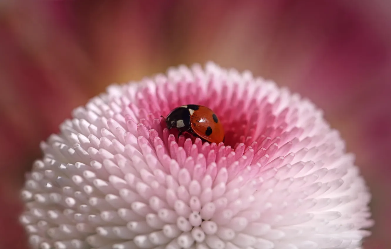 Photo wallpaper macro, flowers, ladybug, beetle, Wallpaper from lolita777