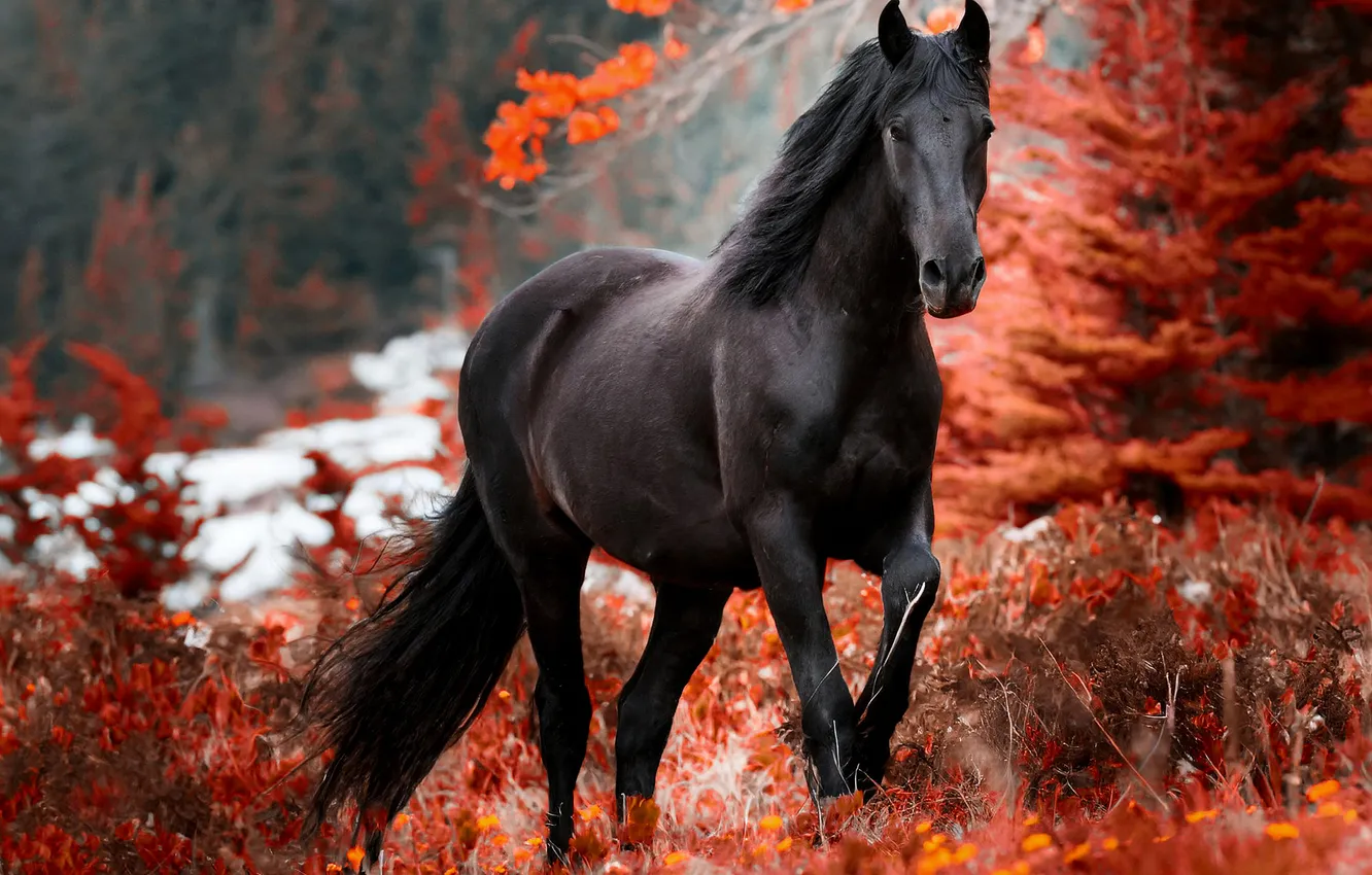 Photo wallpaper autumn, forest, horse, horse, crows