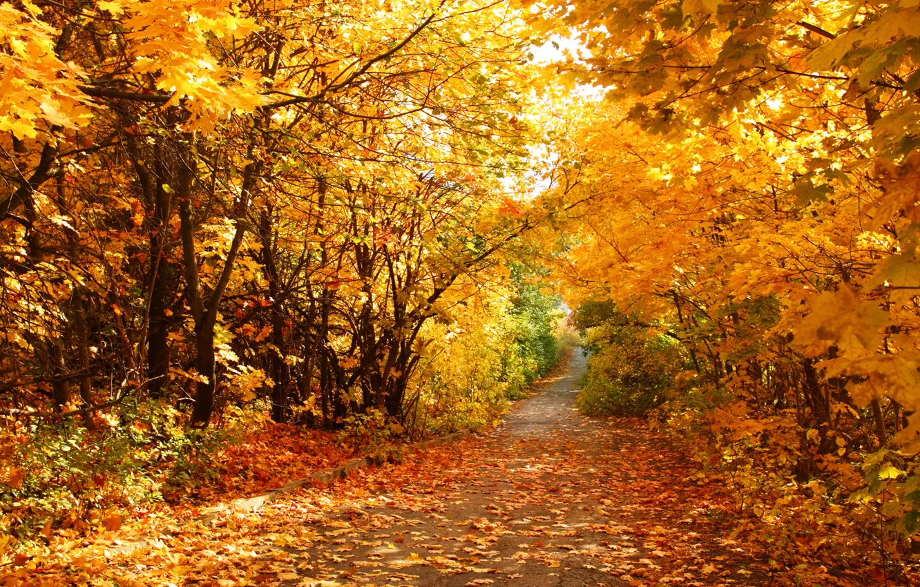 Photo wallpaper autumn, leaves, track