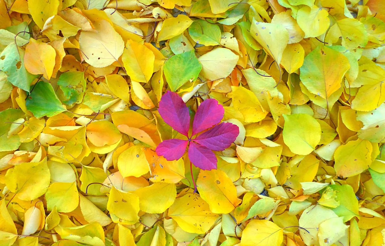 Photo wallpaper autumn, gold, falling leaves