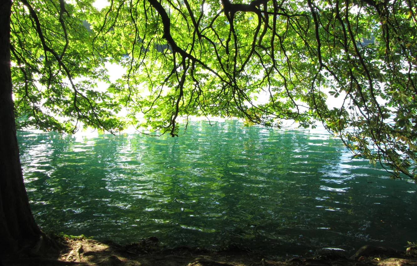 Photo wallpaper summer, trees, pond, summer, trees, pond