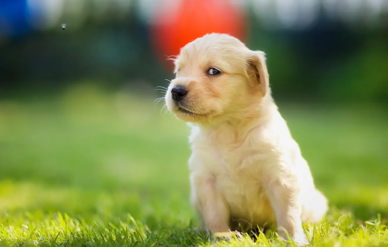 Photo wallpaper look, fly, puppy, face, Golden Retriever