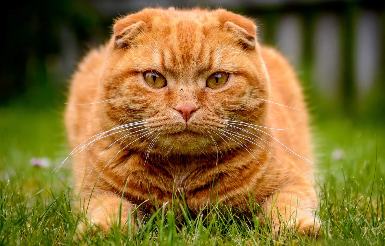 Photo wallpaper grass, look, face, Kote, red cat, Scottish fold, Scottish fold cat