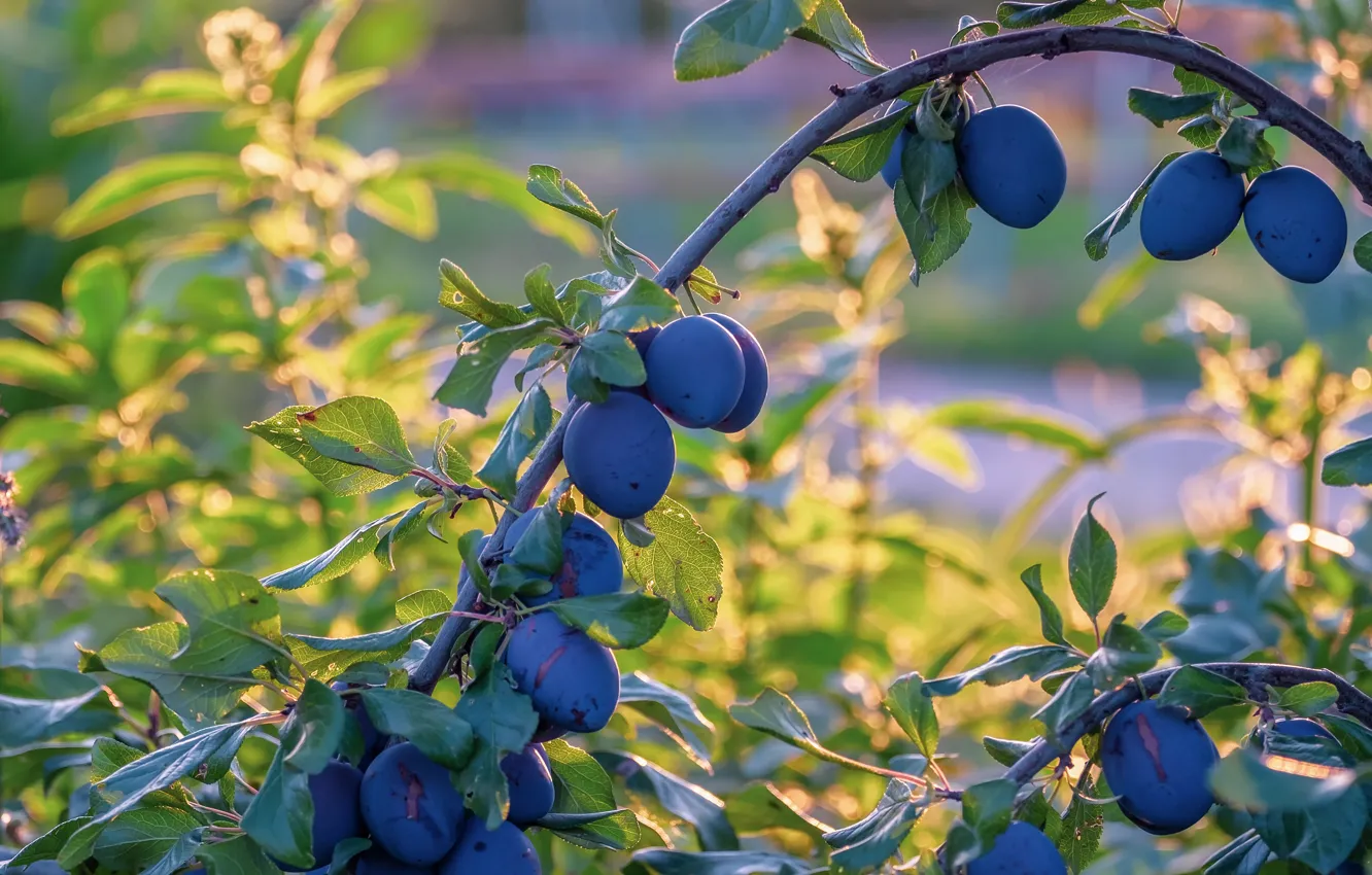 Photo wallpaper summer, leaves, trees, branches, blue, arc, garden, fruit