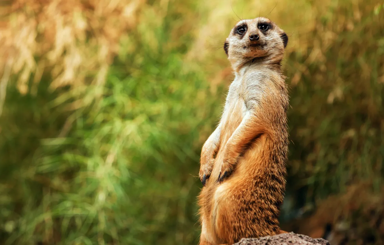 Photo wallpaper look, pose, background, meerkats, bokeh