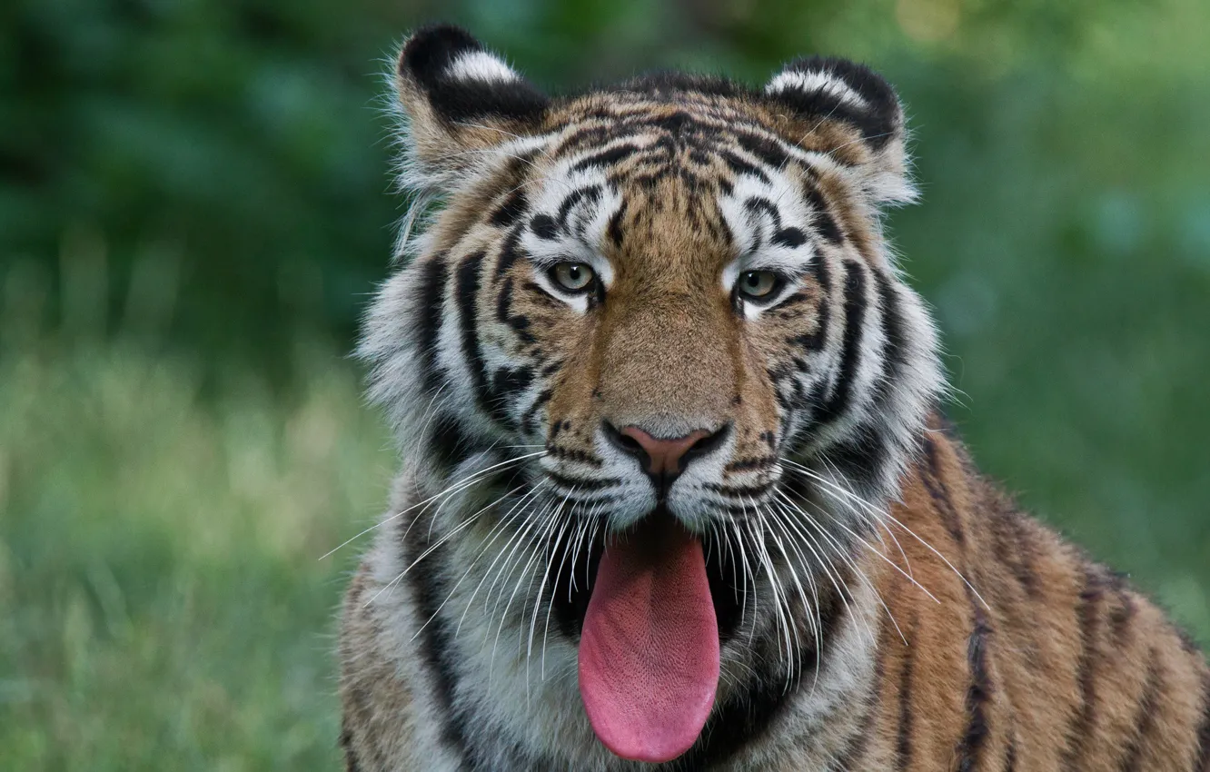 Photo wallpaper language, face, tiger