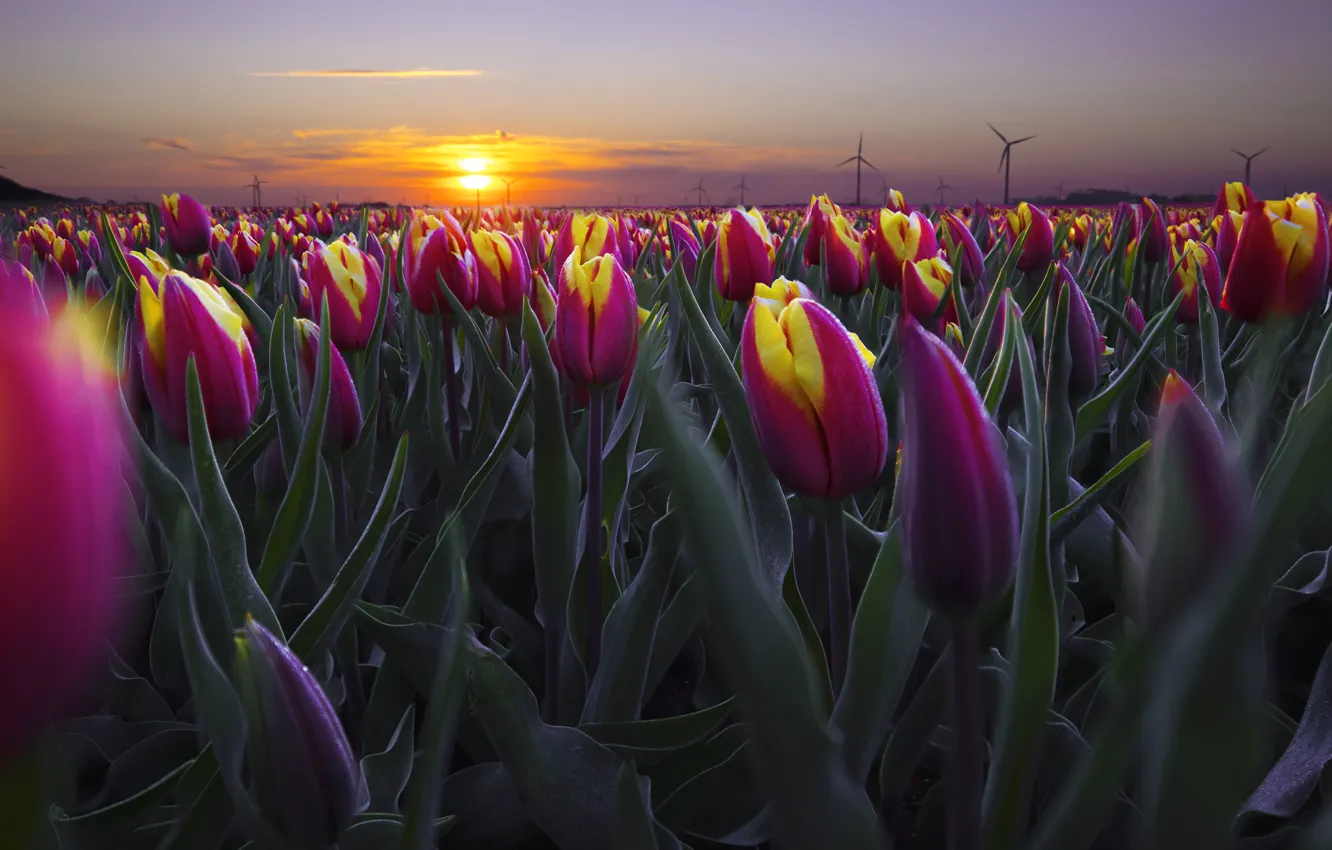 Photo wallpaper field, the sky, leaves, the sun, sunset, flowers, yellow, spring