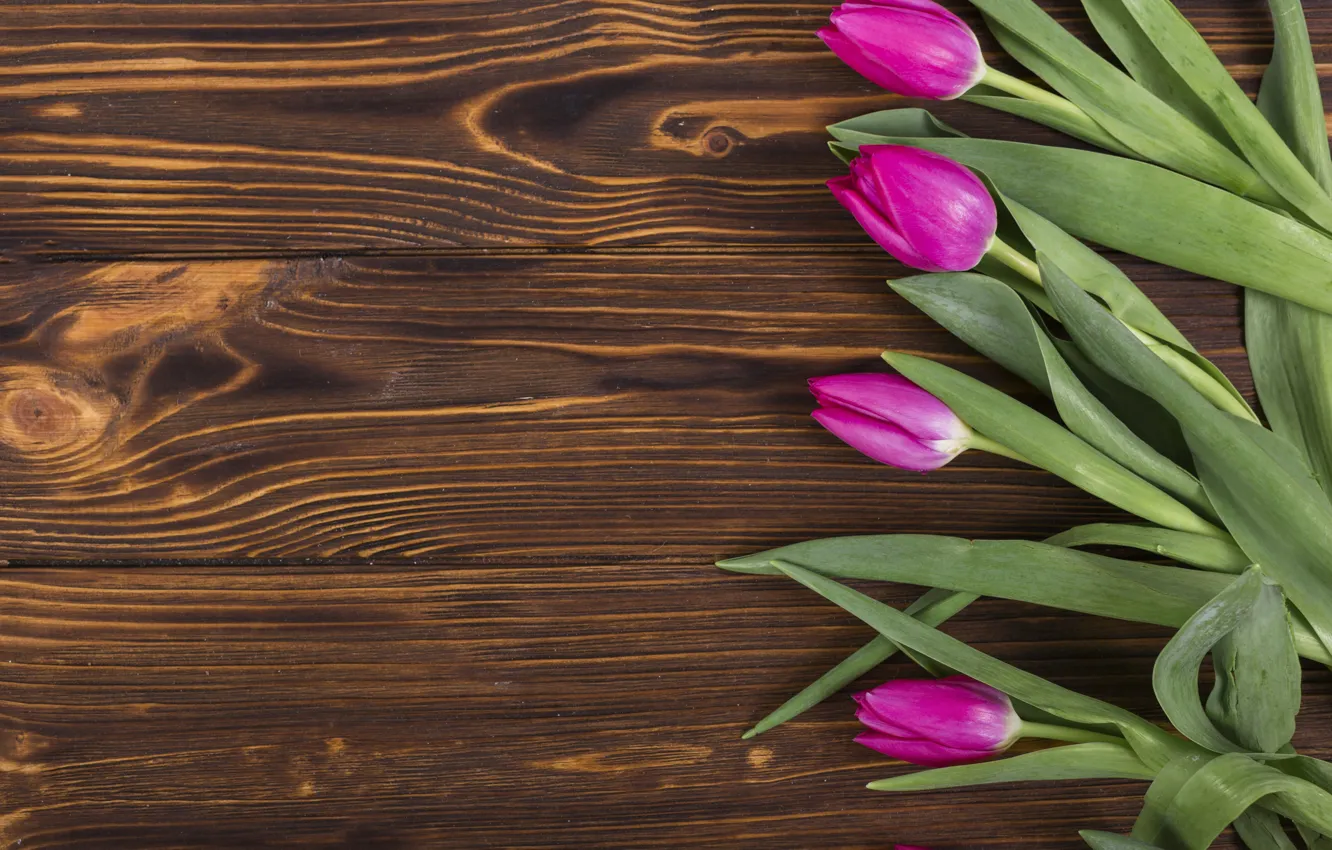 Photo wallpaper flowers, colorful, tulips, wood, flowers, tulips, spring, purple