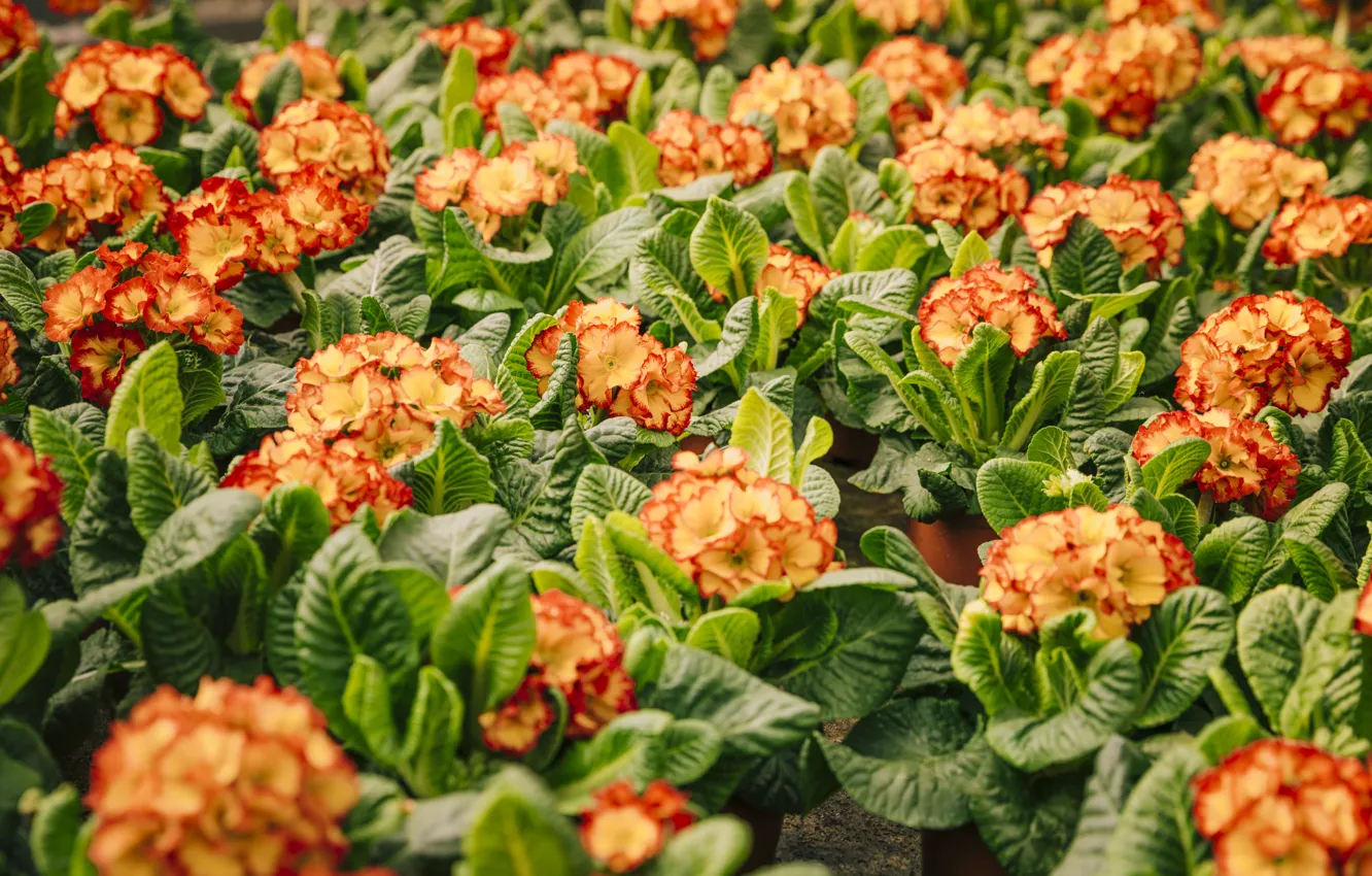 Photo wallpaper leaves, flowers, orange, spring, a lot, Primula