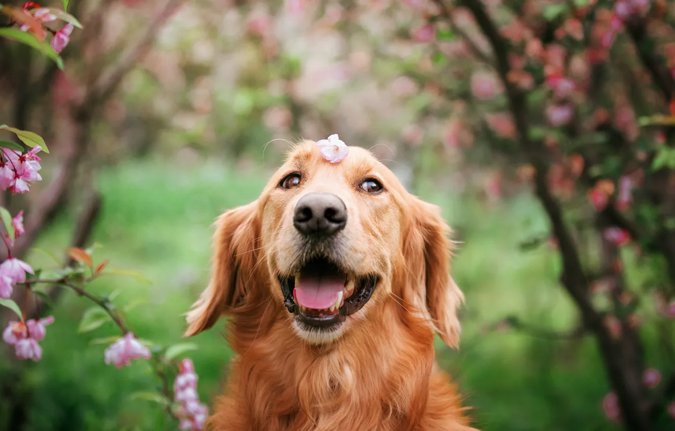 Photo wallpaper language, look, flowers, branches, nature, pose, Park, portrait
