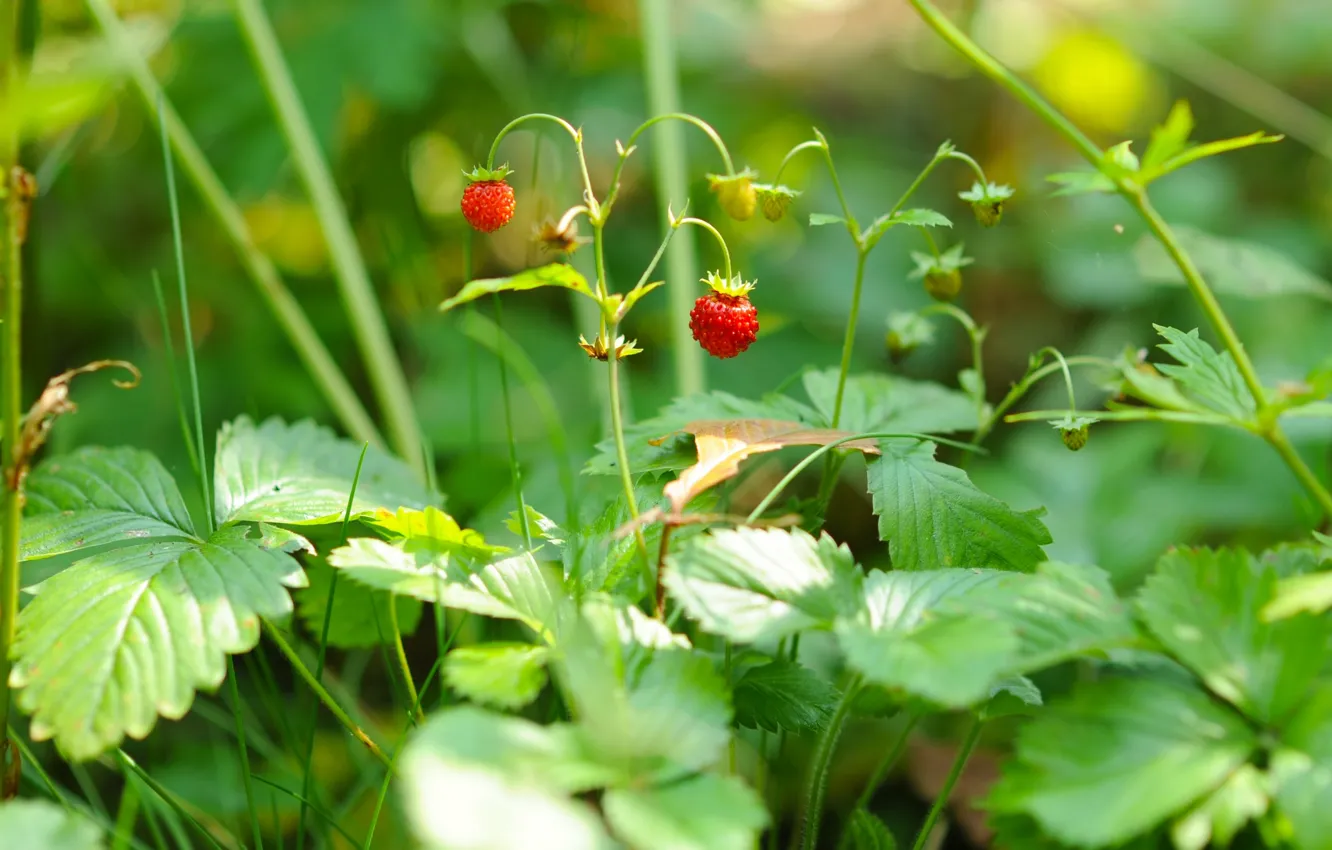 Photo wallpaper macro, berries, strawberries