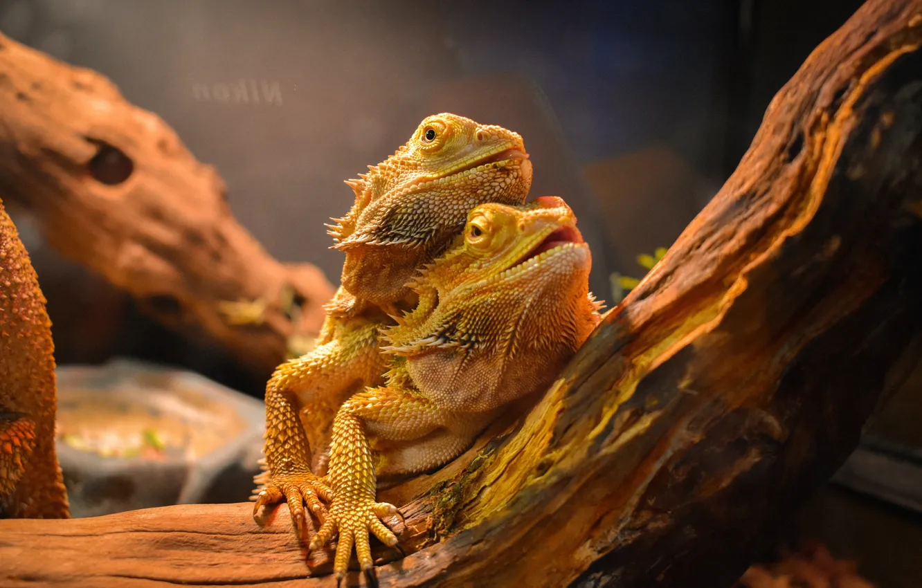 Photo wallpaper animal, Lizards, agames