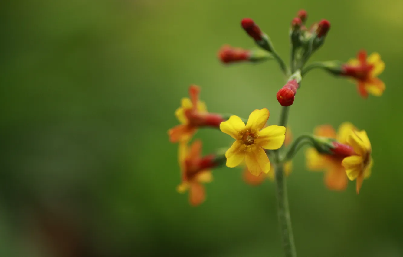 Photo wallpaper flowers, plant, stem, inflorescence