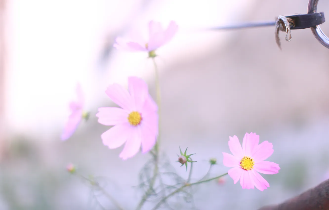 Photo wallpaper macro, light, flowers, ease, plants, spring, blur, pink