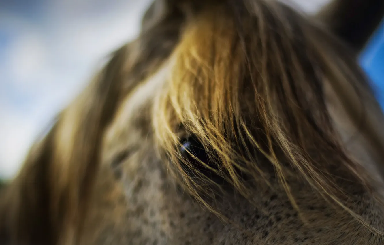 Photo wallpaper eyes, horse, mane