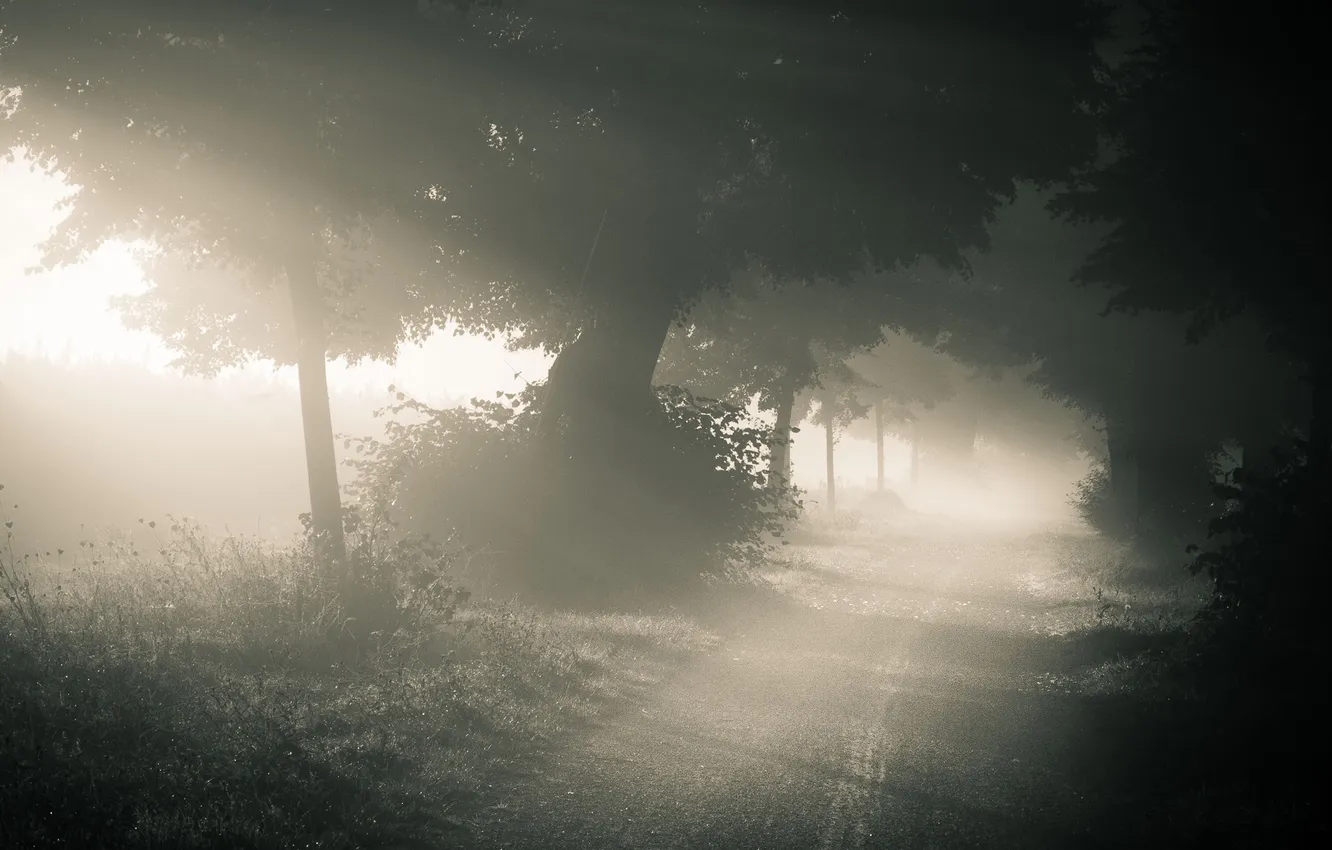 Photo wallpaper road, forest, nature, fog, morning