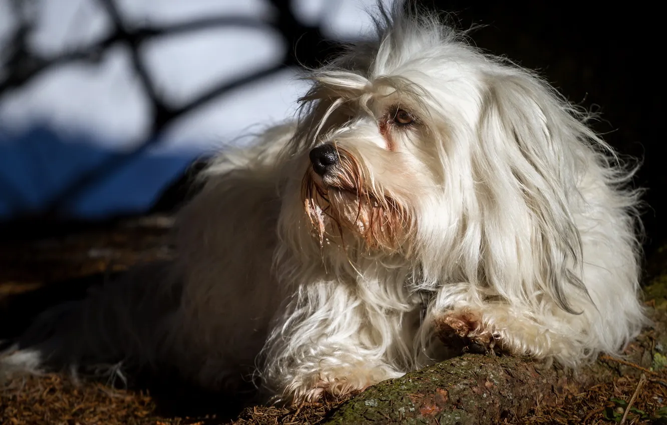 Photo wallpaper look, each, dog