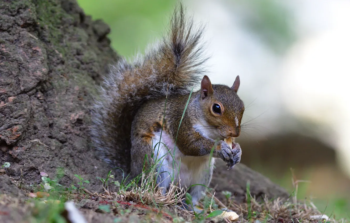 Photo wallpaper grey, protein, nuts, sitting, meal