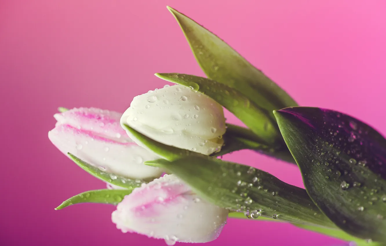 Photo wallpaper fresh, tulips, spring, close up