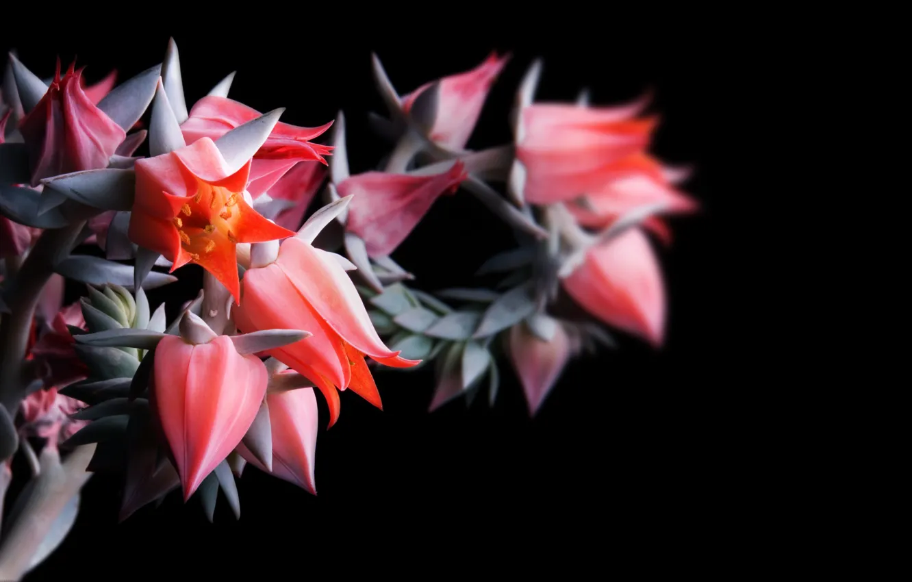 Photo wallpaper flower, darkness, blooming