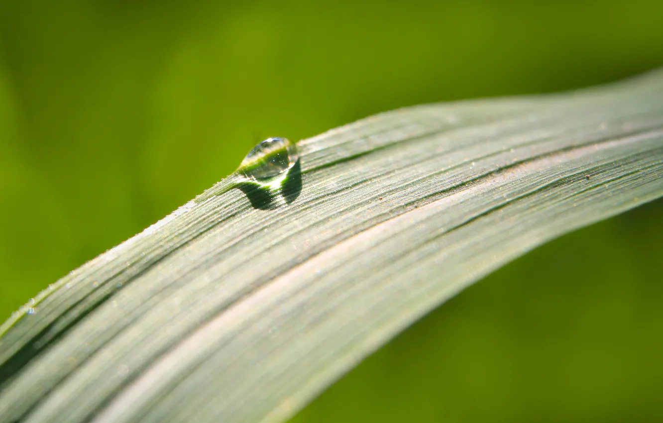 Photo wallpaper grass, drops, plant