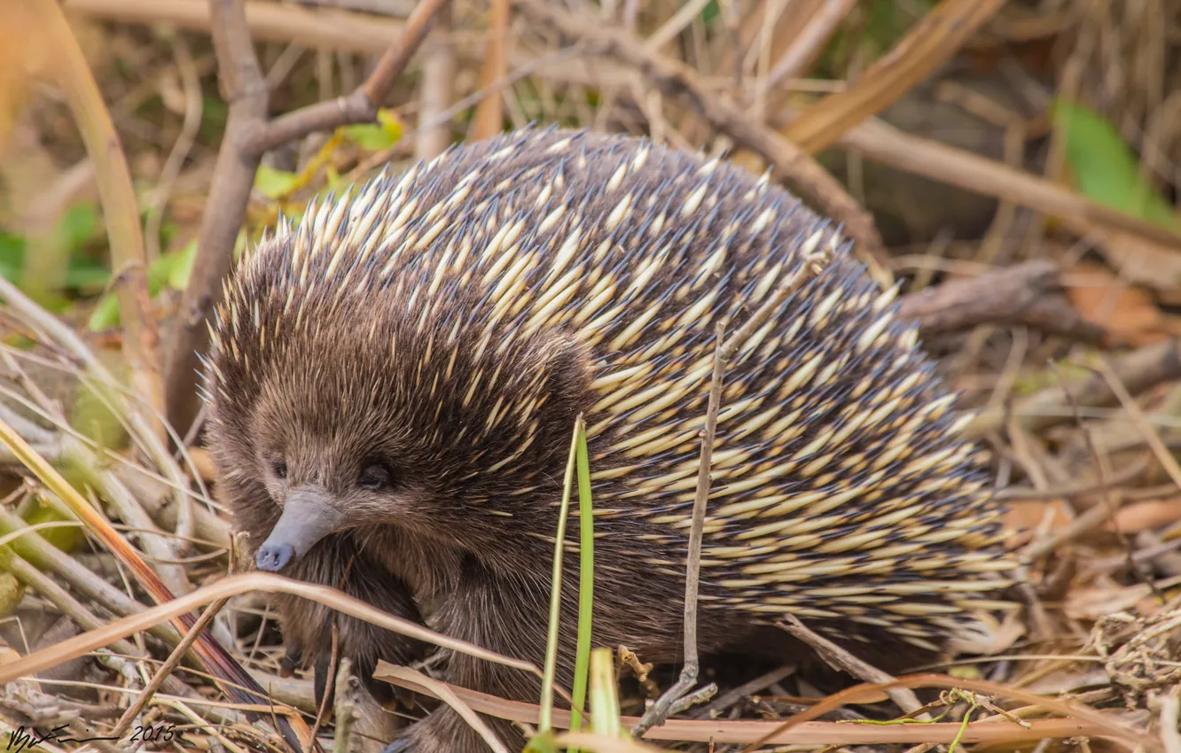 Photo wallpaper nature, barb, animal, echidna