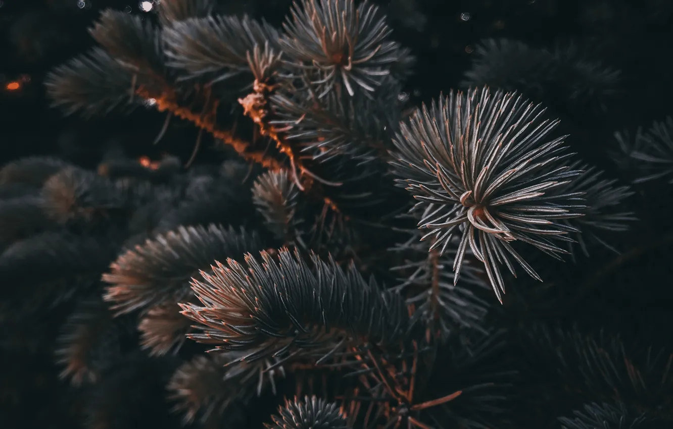 Photo wallpaper needles, nature, tree, spruce