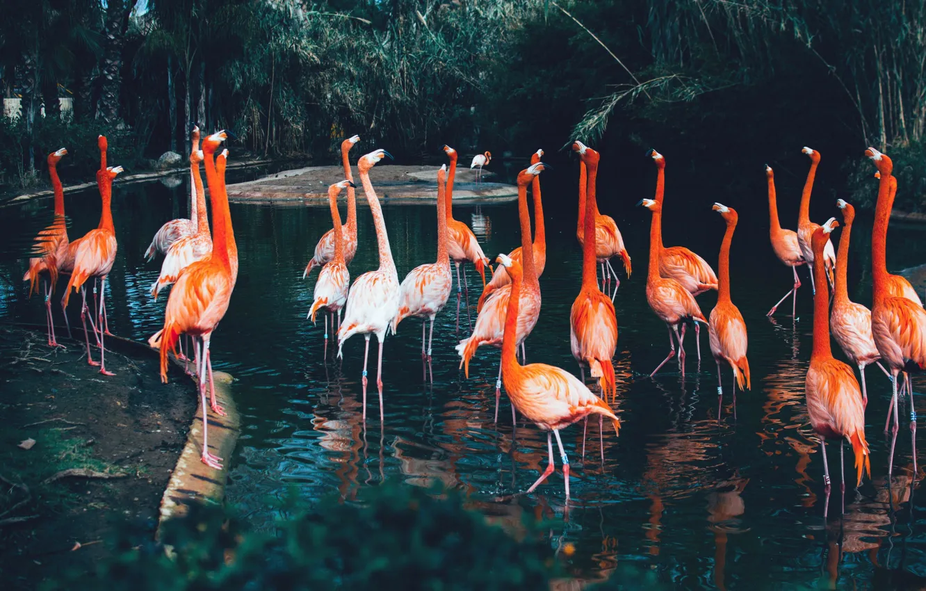 Photo wallpaper water, nature, Flamingo