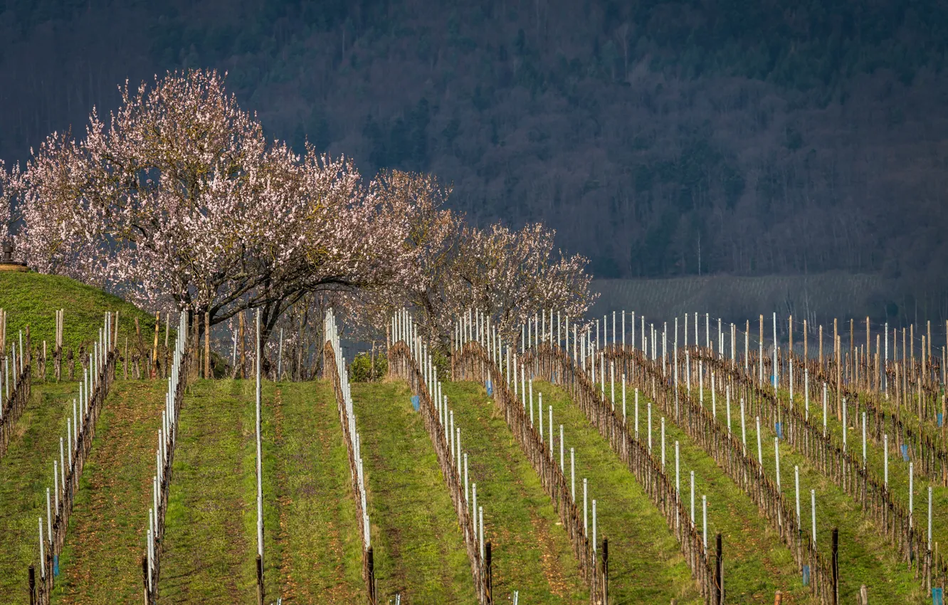 Photo wallpaper field, forest, the sun, trees, spring, flowering, bokeh, plantation