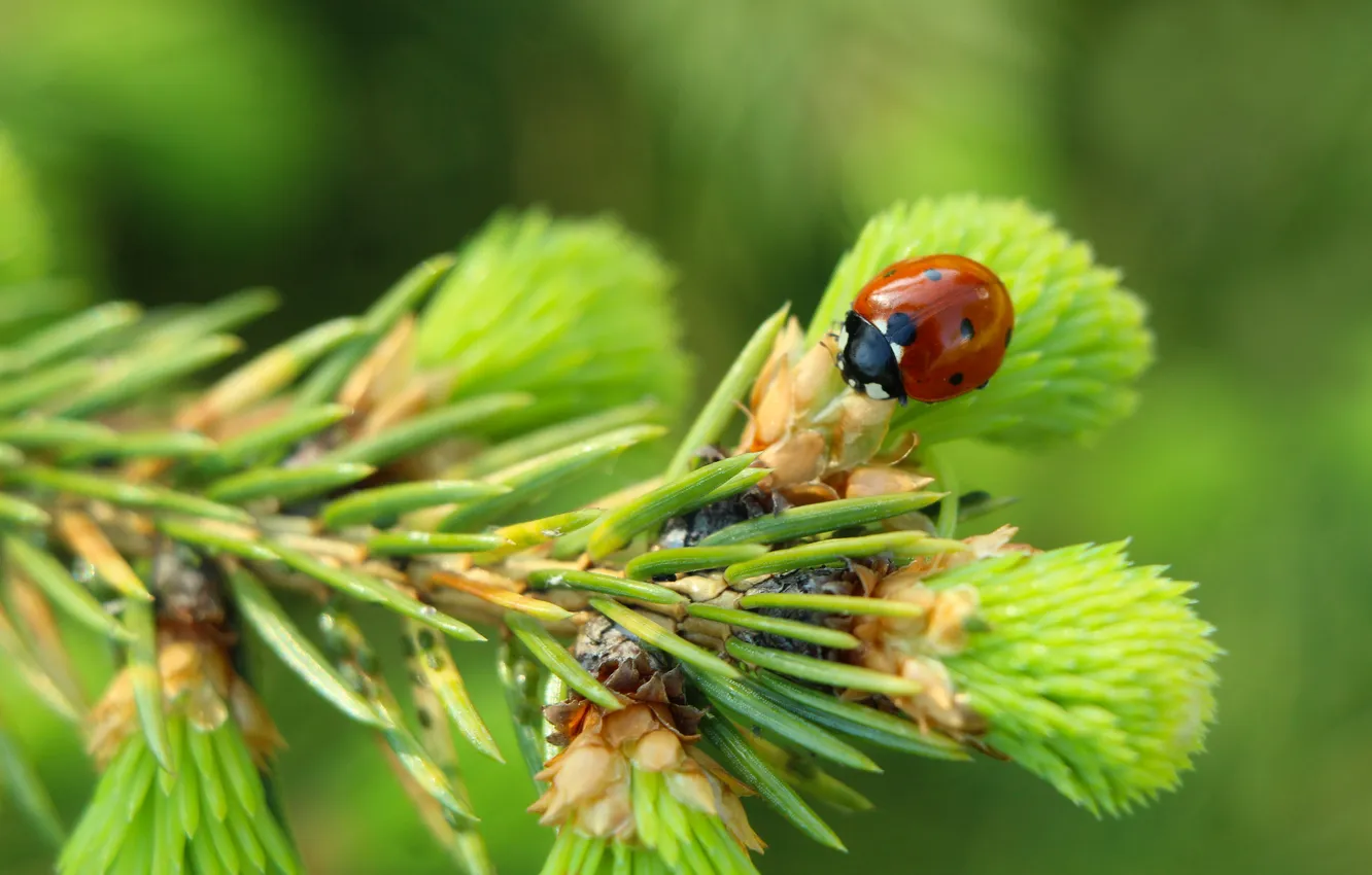 Photo wallpaper red, insect, ladybird