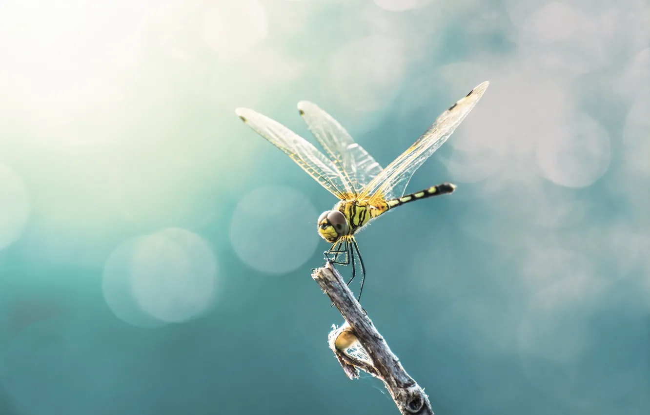 Photo wallpaper wings, dragonfly, insect