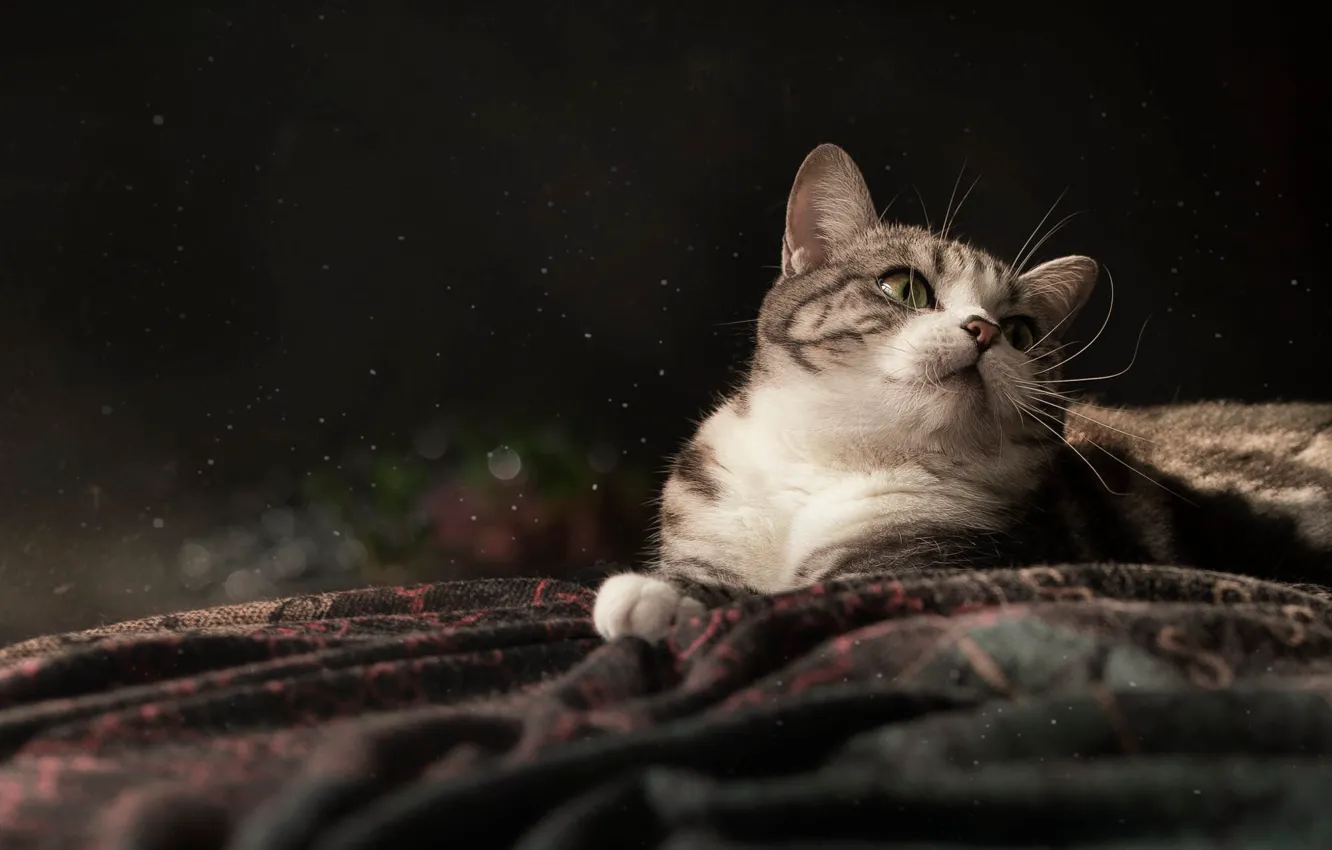 Photo wallpaper cat, cat, look, pose, the dark background, blanket, lies, face