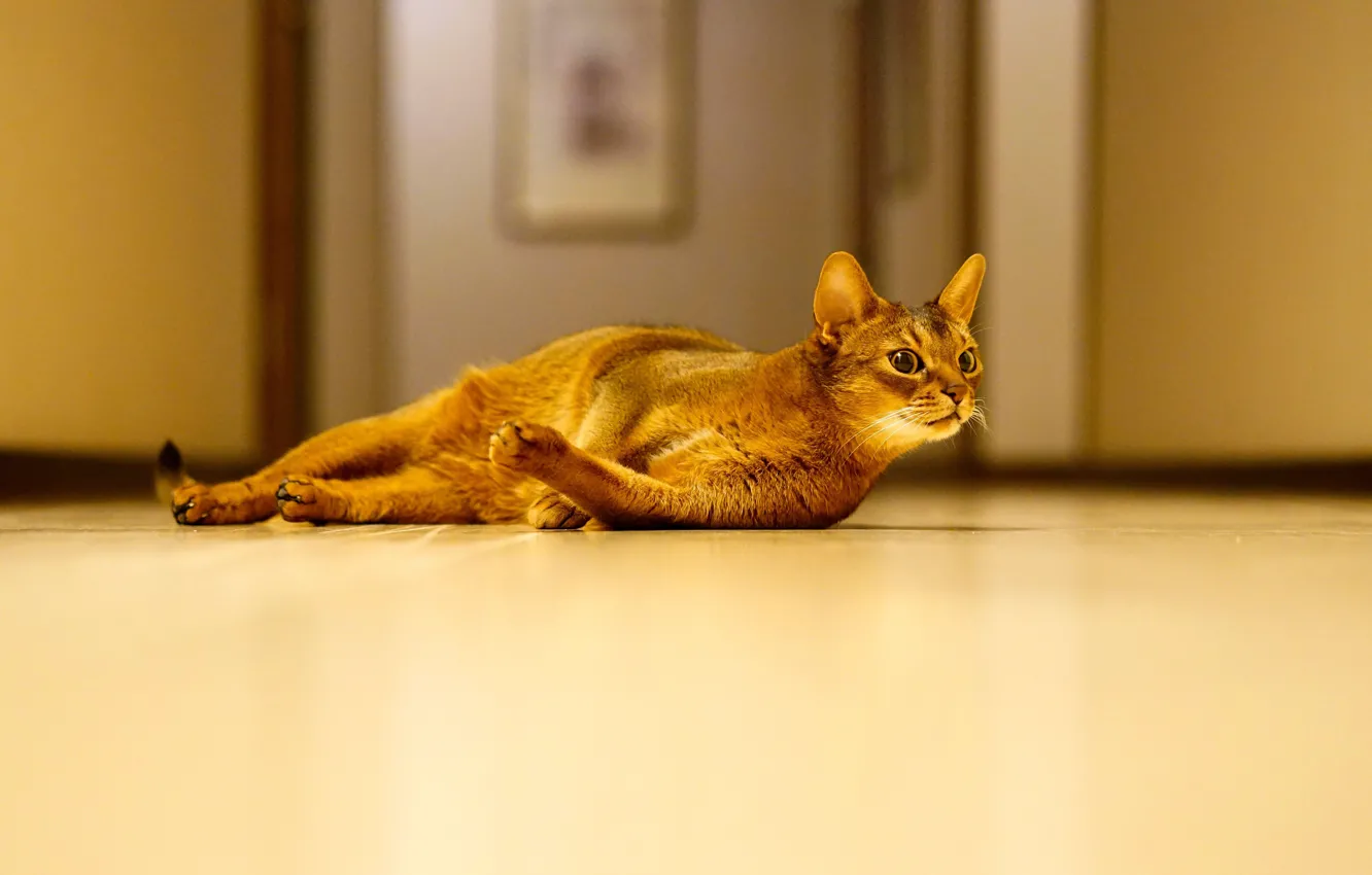 Photo wallpaper cat, look, lies