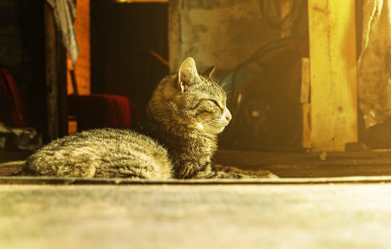Photo wallpaper cat, heat, heated