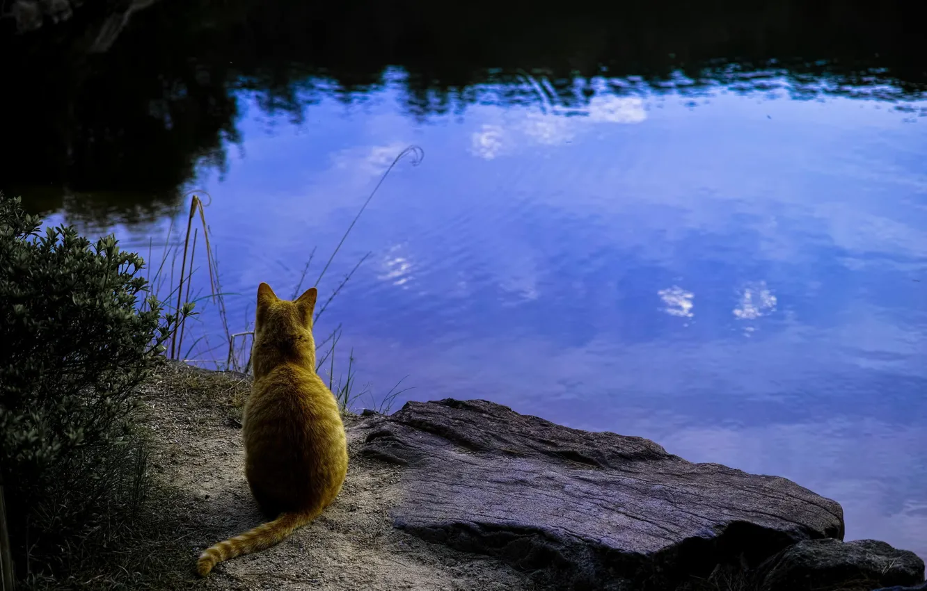 Photo wallpaper grass, cat, water, reflection, stones