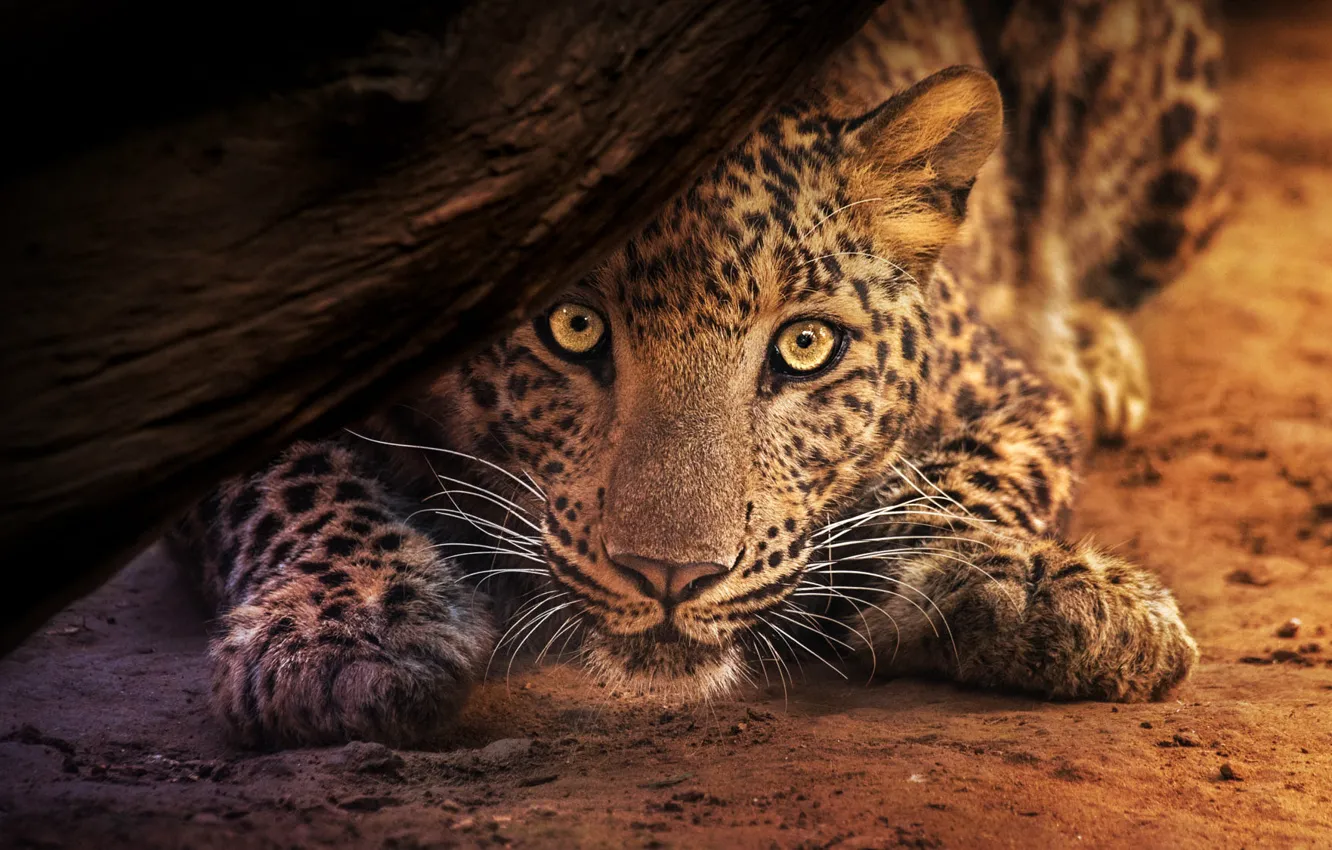 Photo wallpaper look, face, pose, background, tree, paws, leopard