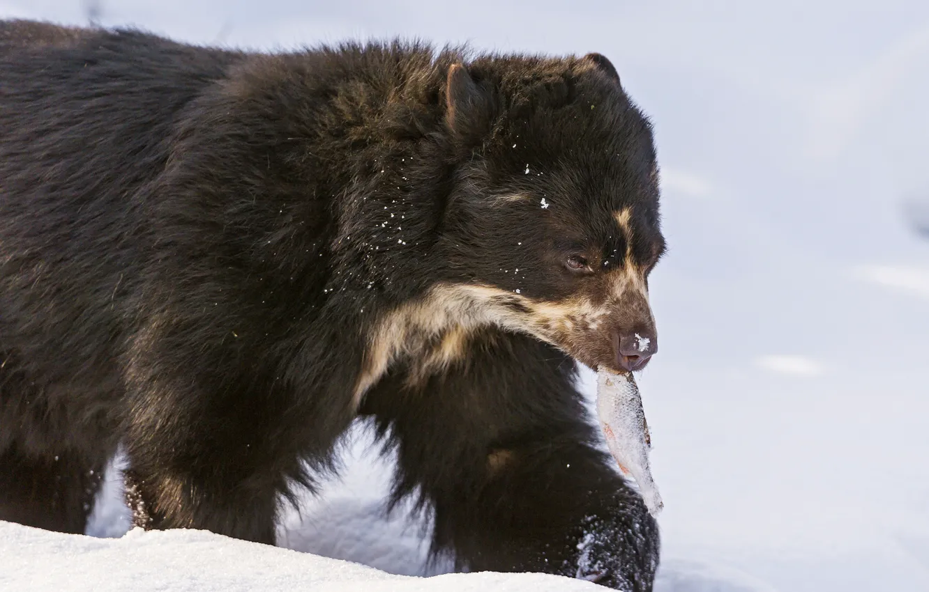 Photo wallpaper winter, snow, fish, bear, spectacle