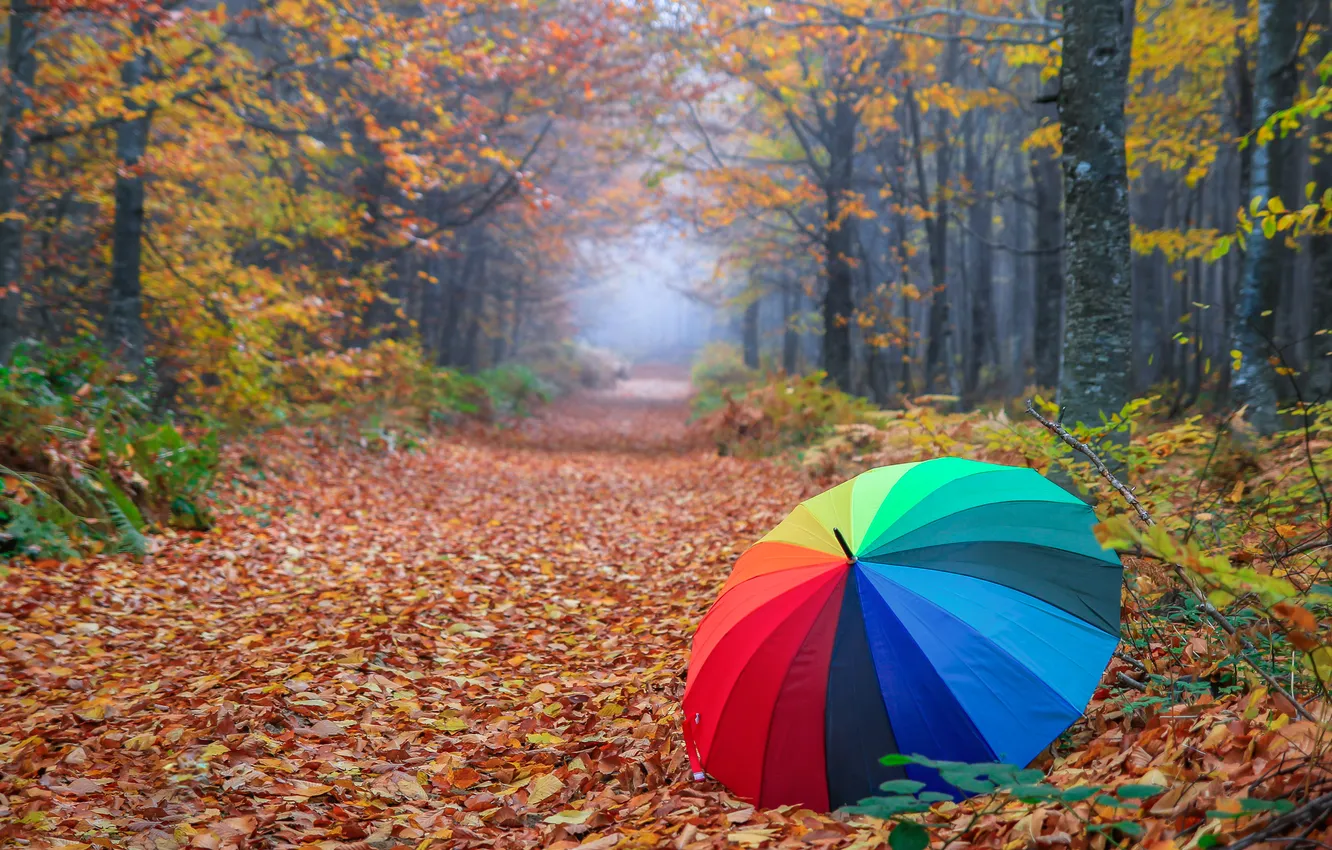 Photo wallpaper road, autumn, forest, trees, branches, fog, Park, foliage