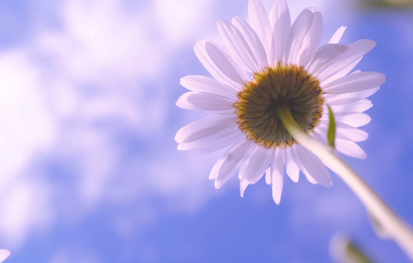 Photo wallpaper flower, the sky, clouds, flowers, nature, Daisy
